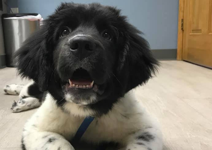 Veterinary care for dogs, Hudson